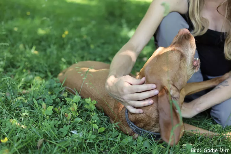 Sarah behandelt einen Hund