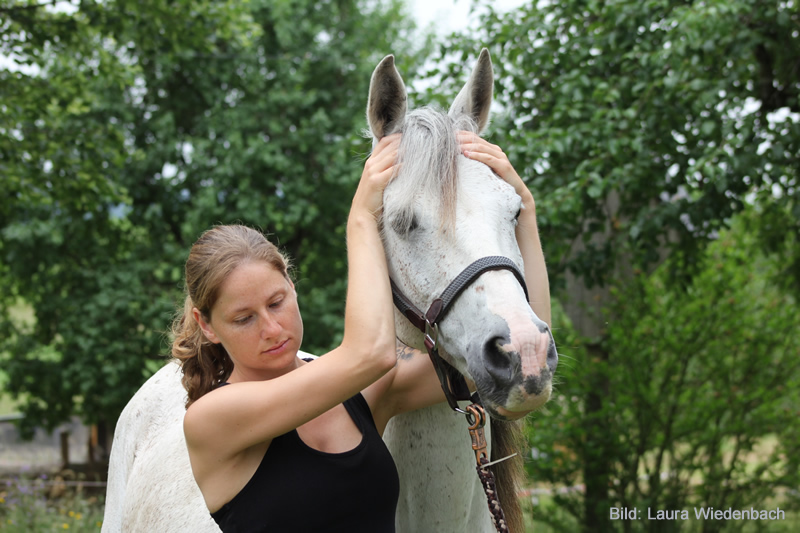 Osteopathische Behandlung am Kopf des Pferdes